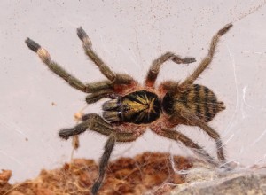 Neoholothele Incei (Тринидадская олива) Лист по уходу за тарантулом