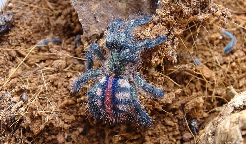 List péče o Tarantule Ybyrapora diversipes (Amazon Sapphire Pink Toe)