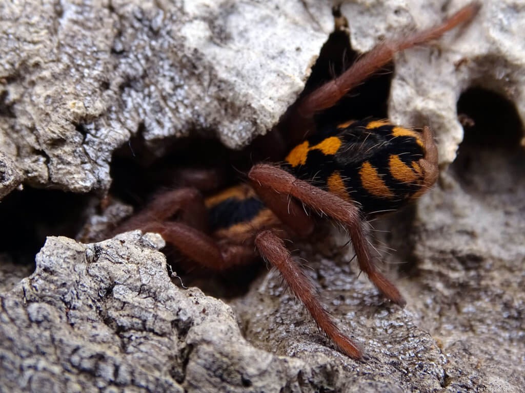 Hapalopus sp. Большой лист Колумбии (тыквенный тарантул)