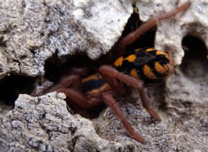 Hapalopus sp. Большой лист Колумбии (тыквенный тарантул)
