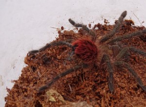 Thrixopelma ockerti /Feuille de soin de la croupe de la flamme péruvienne