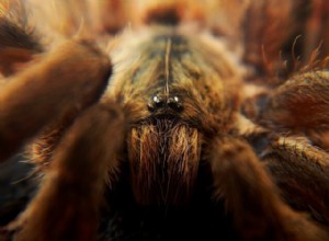 Vytvářejí tarantule weby?