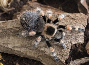 タランチュラを交配できますか？ 