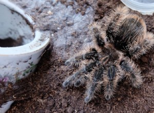 Tarantule línající nebo mrtvá?