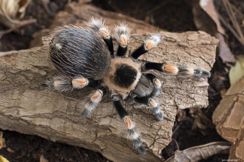 Самые дружелюбные виды тарантулов:какие самые послушные домашние тарантулы?