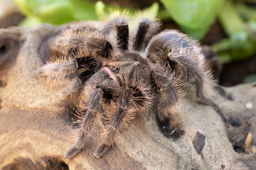 Vriendelijkste tarantula-soorten:wat zijn de meest volgzame huisdier-tarantula s?