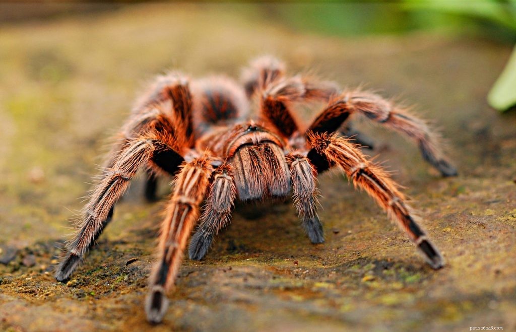 Vriendelijkste tarantula-soorten:wat zijn de meest volgzame huisdier-tarantula s?