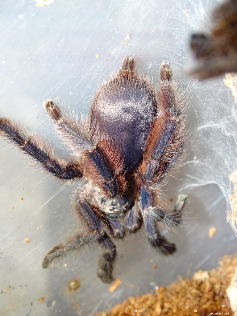 Tapinauchenius violaceus (Пурпурный древесный паук) Лист по уходу за тарантулом