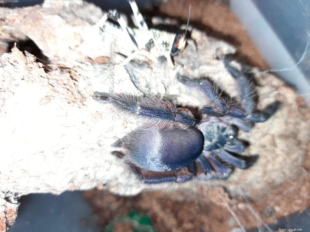 Tapinauchenius violaceus (Purple Tree Spider) Fiche d entretien de tarentule