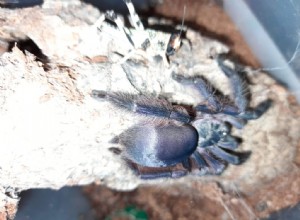 Tapinauchenius violaceus (lila trädspindel) Tarantula Care Sheet