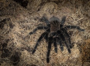 Les tarentules pour animaux de compagnie les moins chères