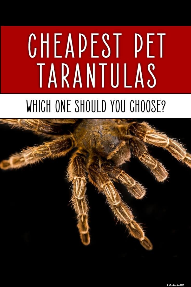 Goedkoopste Tarantula s voor huisdieren