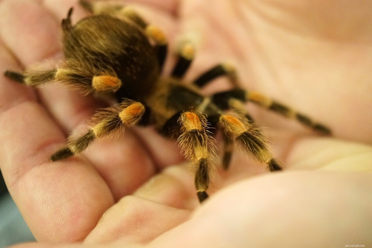 Нравится ли тарантулу, когда его берут на руки?