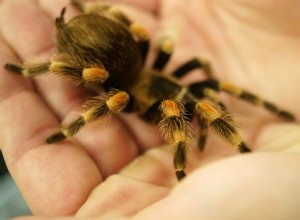 Нравится ли тарантулу, когда его берут на руки?