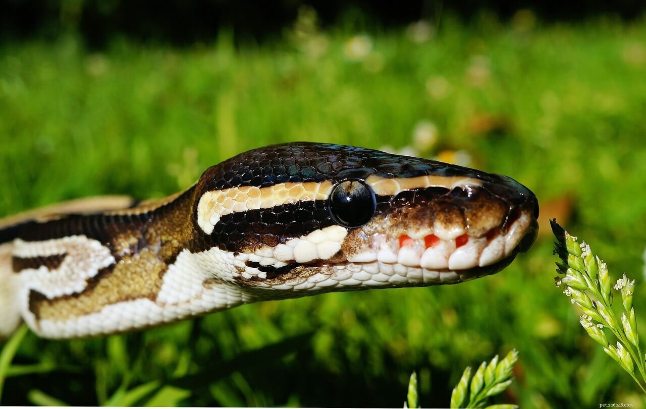 Tempérament du python royal :dans quelle mesure les pythons royal sont-ils amicaux ?