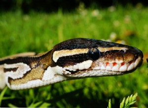 Tempérament du python royal :dans quelle mesure les pythons royal sont-ils amicaux ?