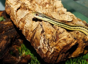 Taille de la couleuvre rayée :quelle taille peuvent atteindre les couleuvres rayées ?