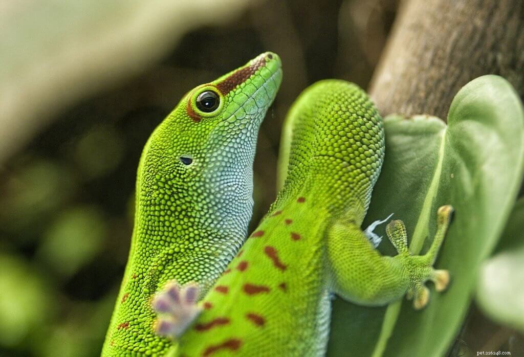 Comment élever des geckos diurnes géants (Phelsuma grandis)