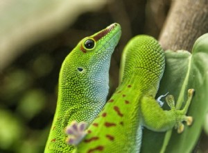 자이언트 데이 도마뱀붙이(Phelsuma grandis) 번식 방법