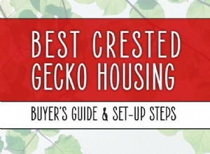 Bästa Crested Gecko Vivariums &Cages