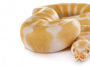Est-ce que les serpents aiment être des animaux de compagnie ?