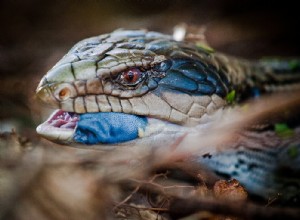 Лист по уходу за сцинком Blue Tongue 