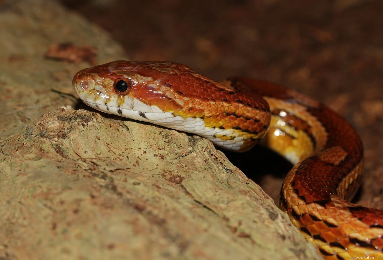 Durée de vie du serpent des blés :combien de temps les serpents des blés vivent-ils en captivité ?