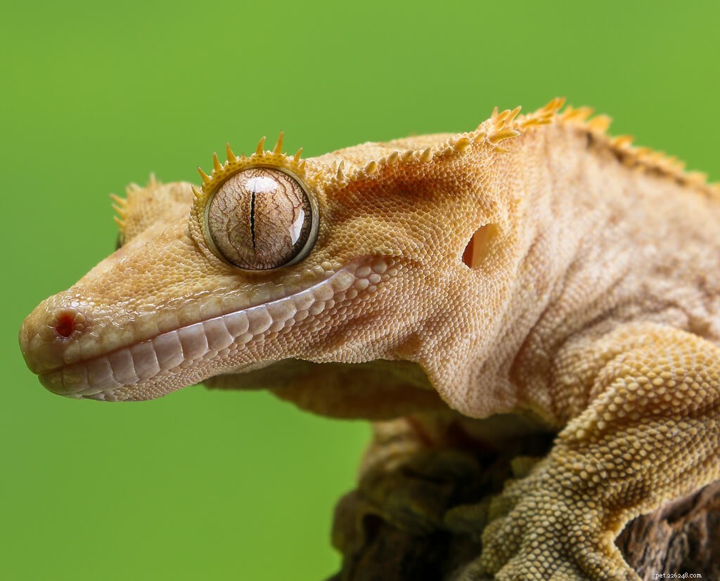 Fiche d entretien du gecko à crête – Vivariums, alimentation, chauffage et plus