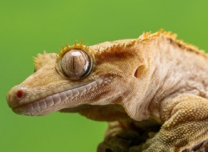 Crested Gecko Care Sheet - Vivariums, voeding, verwarming en meer