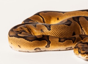 Spider Ball Pythons:An Introduction and Care Guide