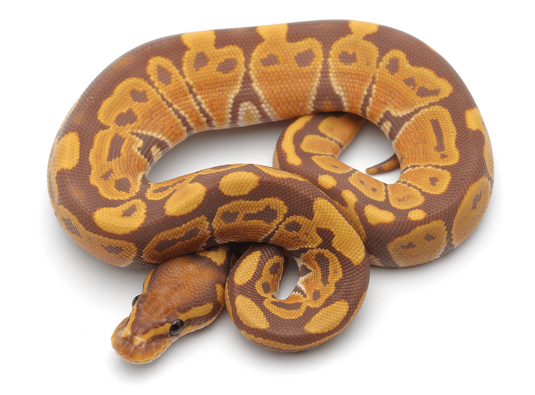 Banana Snakes:Banana Ball Python Morph Care Guide