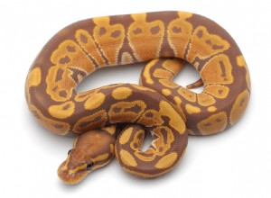 Банановые змеи:Руководство по уходу за Banana Ball Python Morph