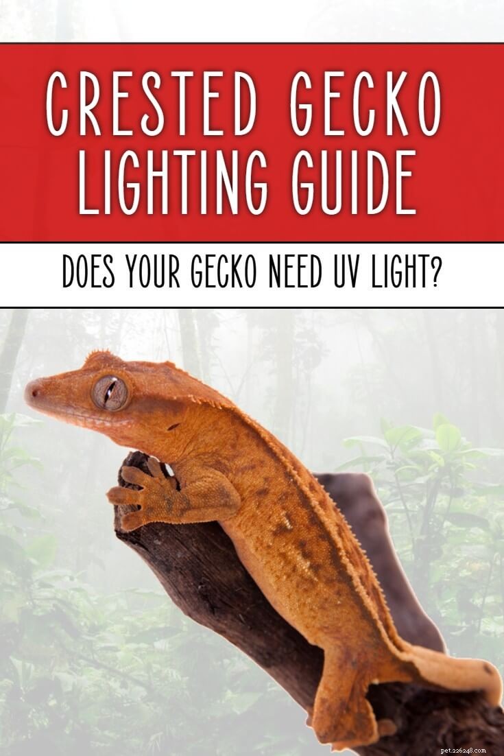 Bästa Crested Gecko UV-ljus