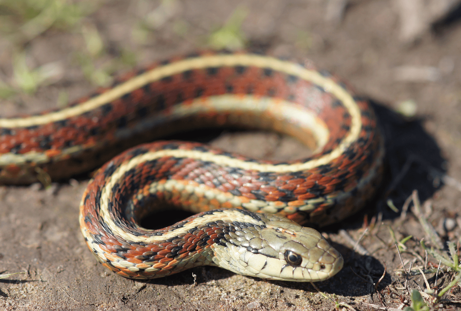 Чем кормить подвязочную змею:полное руководство по кормлению подвязочной змеи