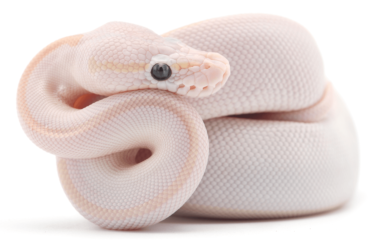 Blue Eyed Lucy Ball Pythons：Complete Care Guide