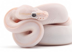 Blue Eyed Lucy Ball Pythons:Complete Care Guide