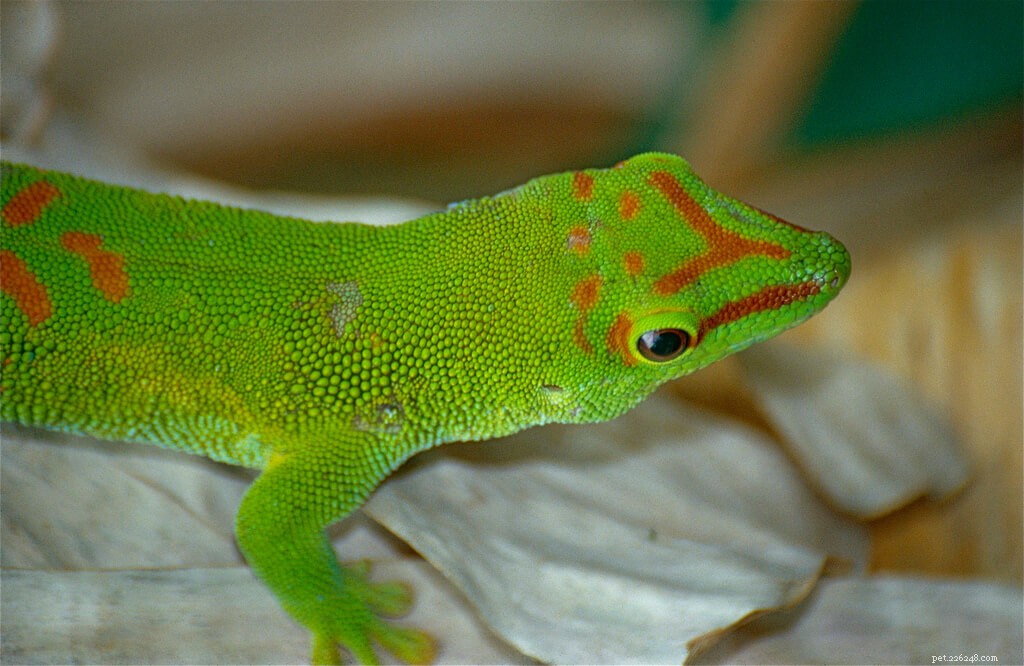 Feuille de soin Gecko diurne géant (Phelsuma grandis)