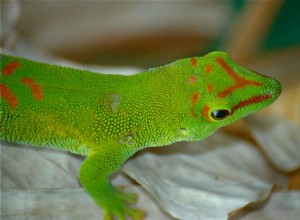 Листок по уходу за гигантским дневным гекконом (Phelsuma grandis)