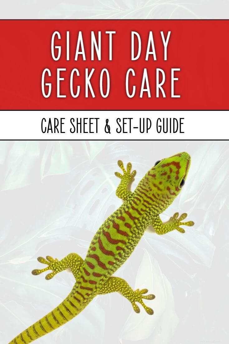 Giant Day Gecko Care Sheet (Phelsuma grandis)