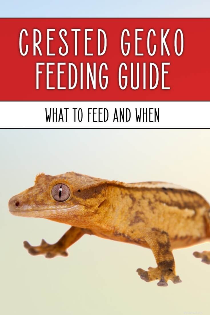 Nourrir les geckos à crête - Types d aliments, plantes sûres et aliments vivants 