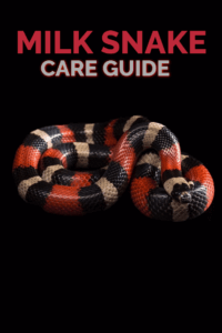 Keeping Milk Snakes (Care Sheet)