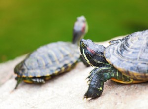 De beginnershandleiding om moerasschildpadden thuis te houden