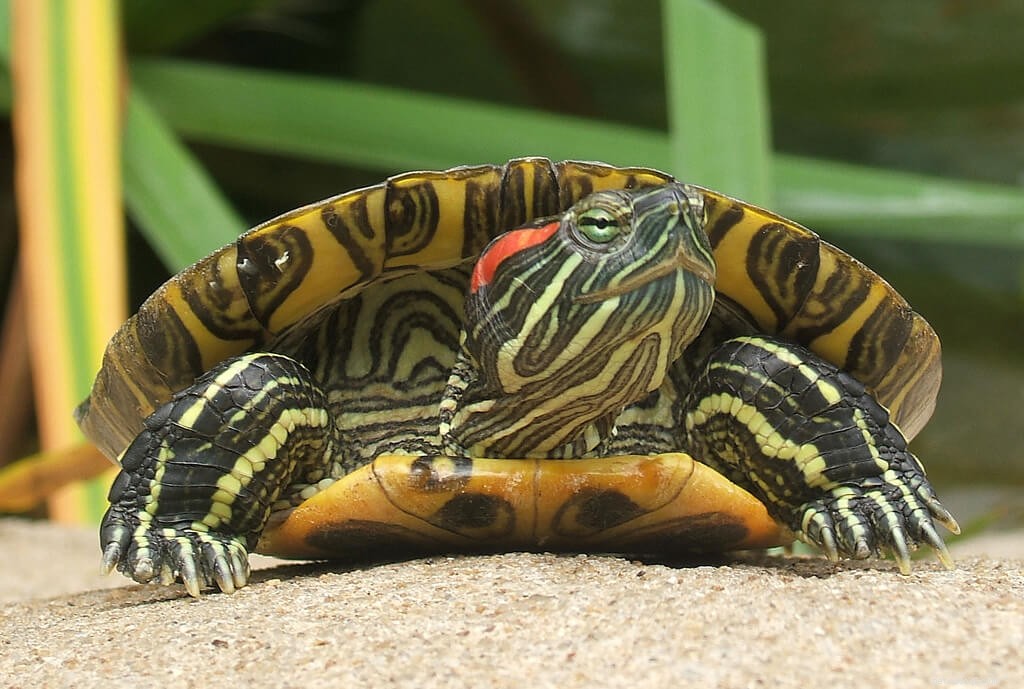 De beginnershandleiding om moerasschildpadden thuis te houden