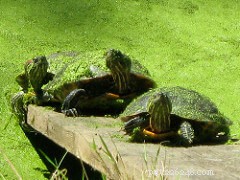 De beginnershandleiding om moerasschildpadden thuis te houden