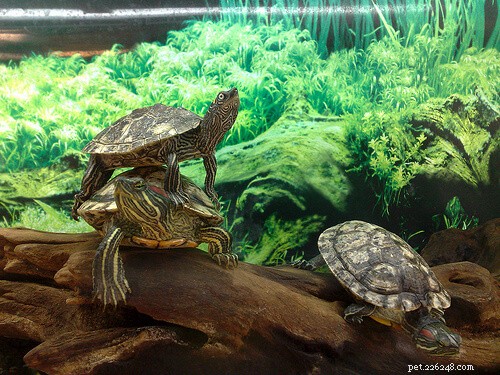 La guida per principianti per mantenere le tartarughe a casa