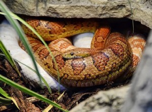 Corn Snake-behuizingen