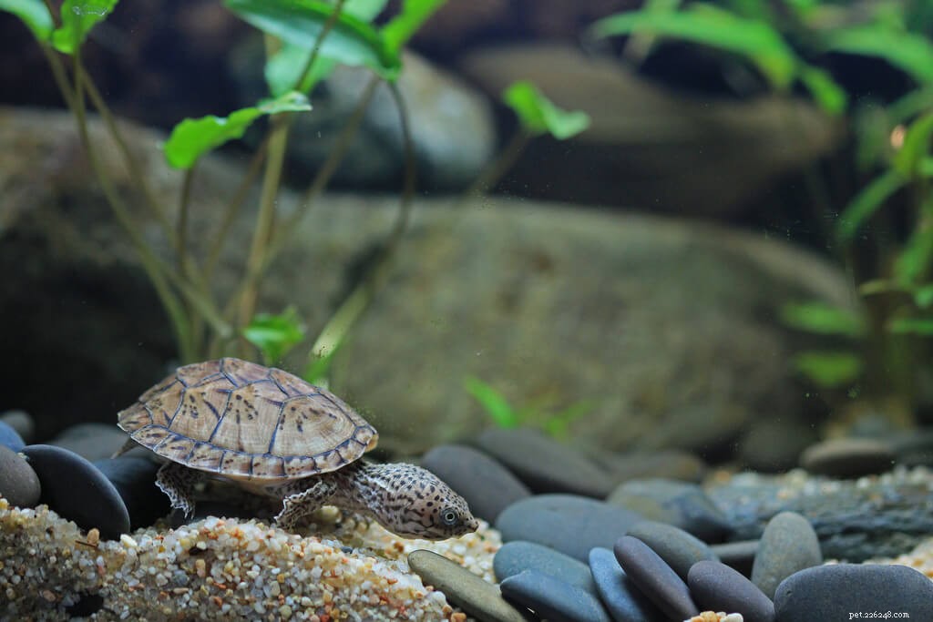 Nádrže pro pižmové želvy a návod k nastavení