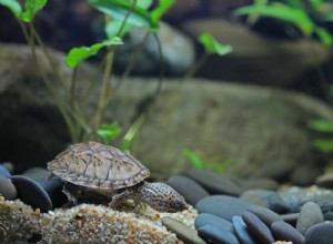 Musk Turtle Tanks &installatiehandleiding