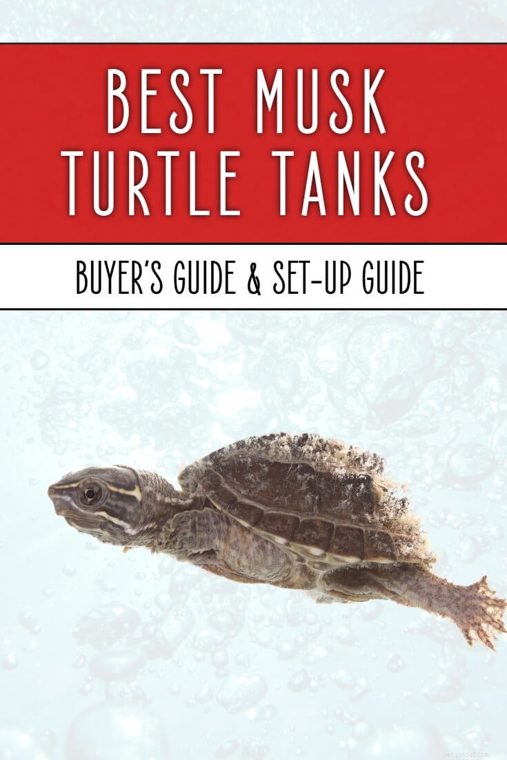 Tutorial de configuração e tanques de tartaruga almiscarada