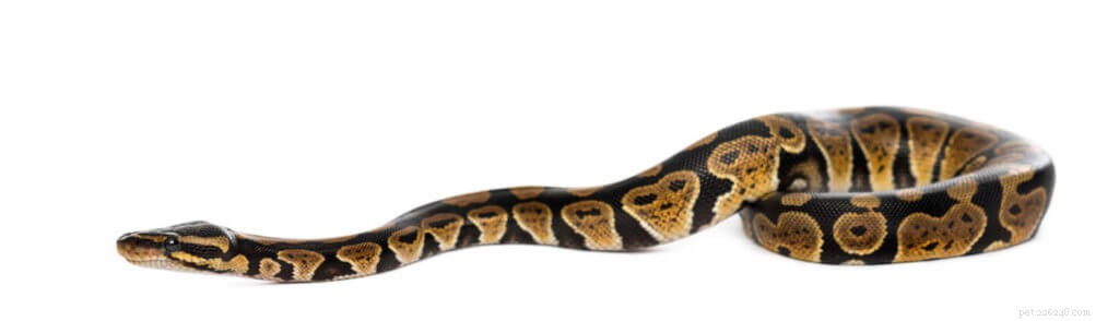 Meilleures cages et enclos pour python royal – Types et configuration